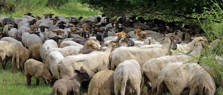 Κρήτη: 83 αιγοπρόβατα έκλεψε ένας άνδρας