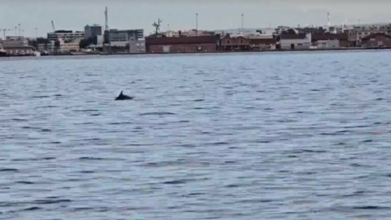 Δελφίνια έκαναν το πρωί τη… βόλτα τους στο Θερμαϊκό – Δείτε βίντεο